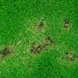 lawn disease control dallas texas